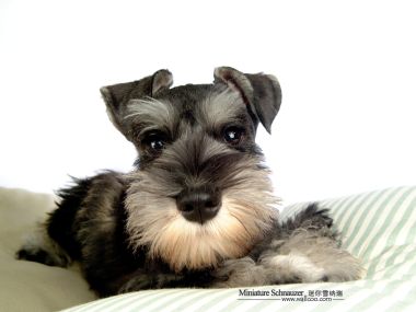 Cute Miniature Schnauzer Puppy Portrait Photography