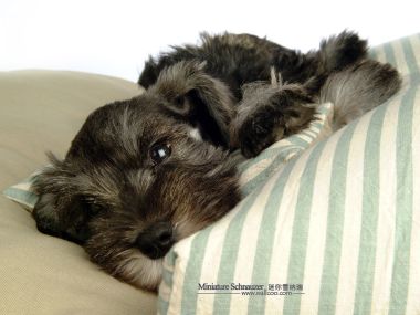 Miniature Schnauzer Puppy Lying On Striped Cushion