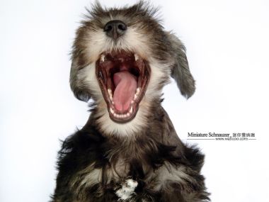 Yawning Miniature Schnauzer Puppy Portrait