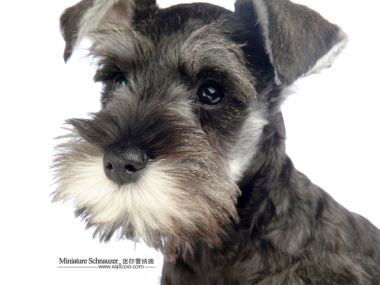 Mini Schnauzer Puppy Close Up Portrait White Background