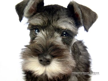 Mini Schnauzer Puppy Close Up Portrait
