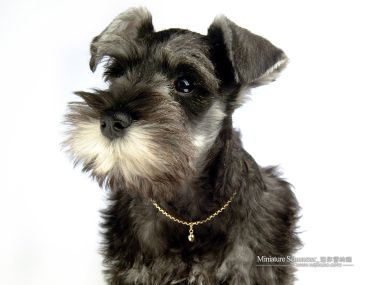 Miniature Schnauzer Puppy Portrait Gold Collar White Background
