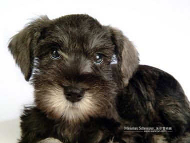 Miniature Schnauzer Puppy Close Up Portrait