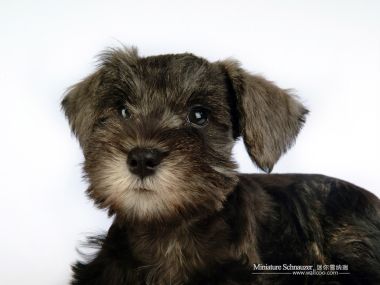 Miniature Schnauzer Puppy Studio Portrait White Background