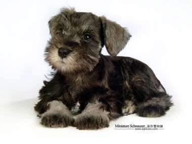 Miniature Schnauzer Puppy Studio Portrait White Background
