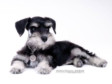Miniature Schnauzer Puppy Studio Portrait White Background