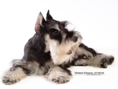 Cute Mini Schnauzer Pet Portrait On White Background