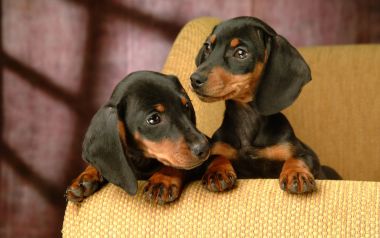 Two Cute Miniature Dachshund Puppies On Yellow Sofa