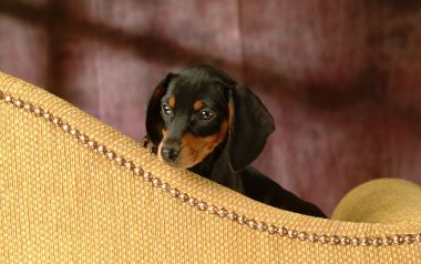 Mini Dachshund Puppy Peeking Behind Sofa Portrait