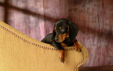 Mini Dachshund Puppy Resting On Yellow Sofa Armrest