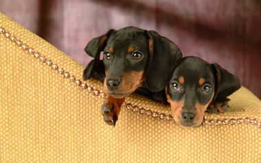 Two Cute Miniature Dachshund Puppies On Yellow Sofa
