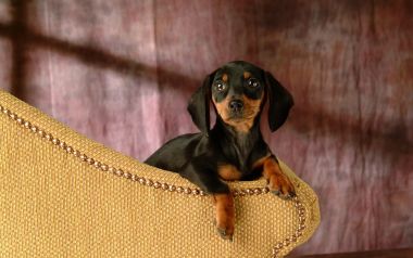Miniature Dachshund Puppy On Yellow Sofa Armrest