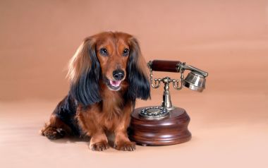 Long Haired Mini Dachshund Next To Vintage Rotary Phone Studio Portrait