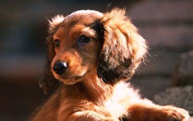 阳光下的迷你长毛腊肠犬幼犬肖像