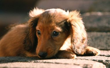 午后阳光下趴在石板地面的迷你长毛腊肠犬幼犬