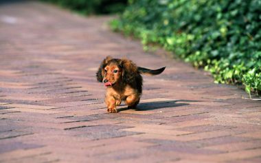 户外红砖步道奔跑的迷你长毛腊肠犬幼犬