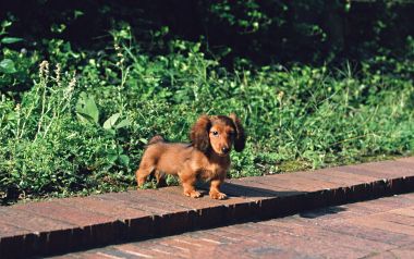 庭院红砖步道上的迷你长毛腊肠犬幼犬