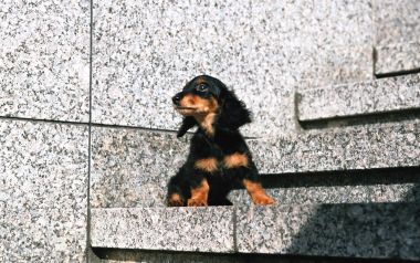 迷你长毛腊肠犬幼犬 户外台阶萌宠摄影