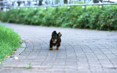 Mini Dachshund Puppy Running On Park Walkway