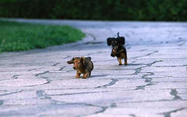 户外石板路上奔跑的两只迷你腊肠犬幼犬