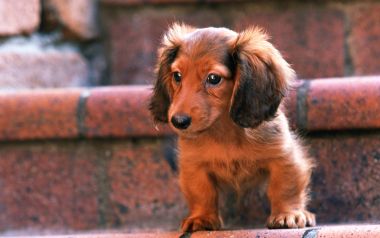 站在红砖台阶上的迷你长毛腊肠犬幼犬