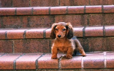 Mini Long Haired Dachshund Puppy On Red Brick Stairs