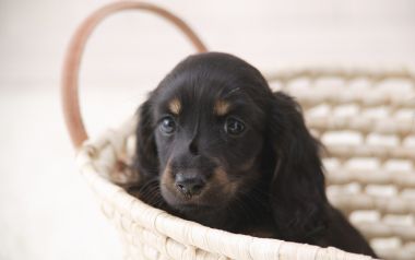 藤编篮里的迷你长毛腊肠犬幼犬肖像