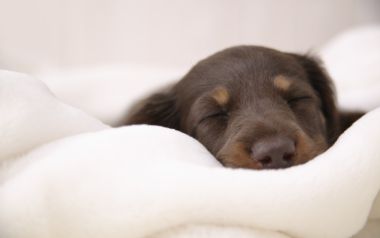 Sleeping Miniature Dachshund Puppy In White Fluffy Blanket