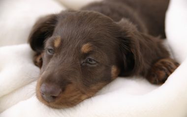 Mini Dachshund Puppy Resting On White Fluffy Blanket