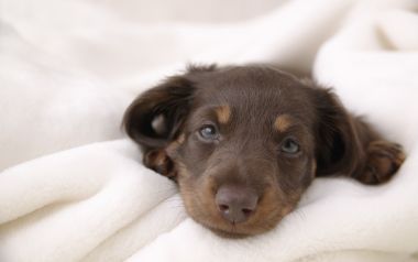 棕色迷你腊肠犬幼犬趴在白色毛绒毯上萌宠特写