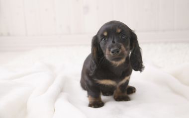 Mini Dachshund Puppy Cute Pet Portrait