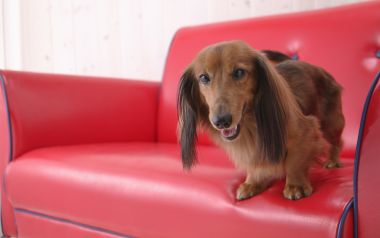 站在红色皮沙发上的迷你长毛腊肠犬