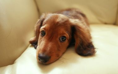 趴在米白皮沙发上的红棕色迷你腊肠幼犬