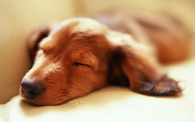 Mini Dachshund Wallpapers Collection, Vol. 2