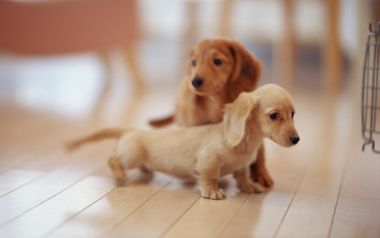 居家木地板上的两只迷你腊肠犬幼犬