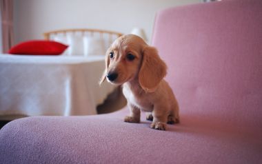 Light Golden Mini Dachshund Puppy On Pink Sofa Home Pet Photo