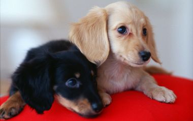 Two Cute Mini Long Haired Dachshund Puppies Snuggling