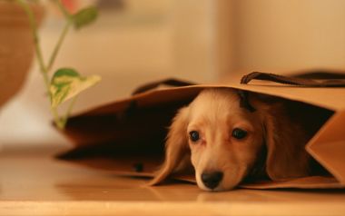 Miniature Dachshund Puppy Hiding In Kraft Paper Bag