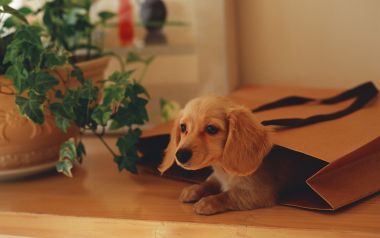 躲在牛皮纸袋里的迷你腊肠犬幼犬居家萌照
