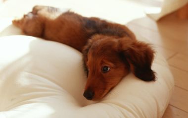 午后阳光中趴在软窝上的迷你长毛腊肠犬