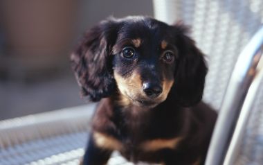 Cute Mini Long Haired Dachshund Puppy Closeup