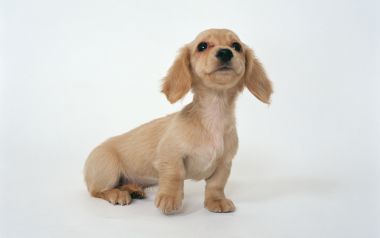 Light Golden Miniature Dachshund Puppy Portrait White Background
