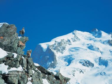 瑞士瓦莱州马特洪峰岩羊与雪山风光