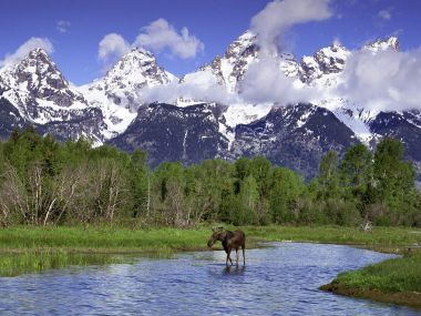Moose Wading In Grand Teton National Park