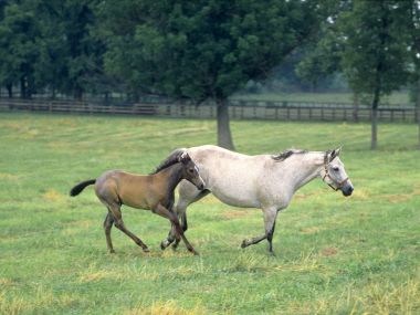 Mare And Foal Running In Meadow