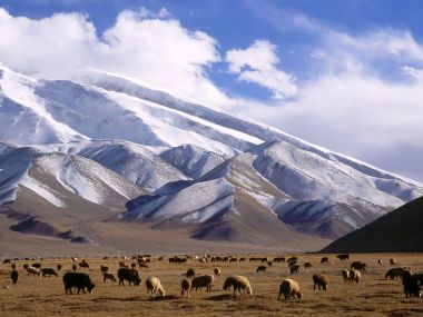 中国新疆慕士塔格峰下的羊群与雪山