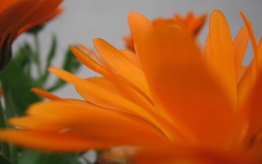 橙色金盏花特写