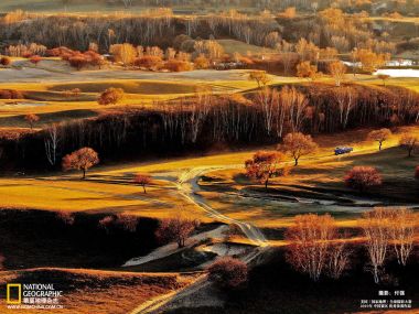 Autumn Prairie Birch Forest Inner Mongolia China