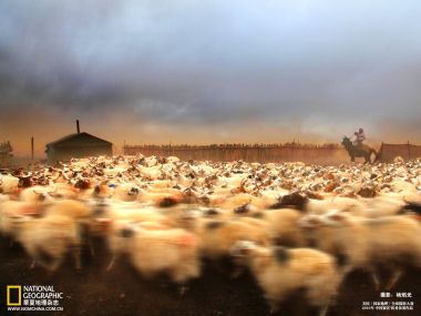 China Grassland Sheep Herding Scene
