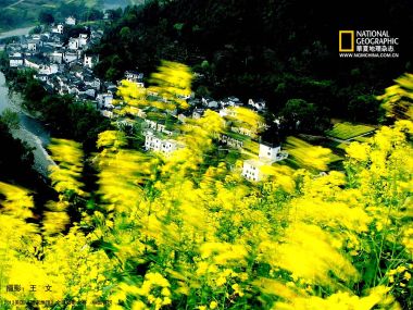 Chinese Ancient Village Rapeseed Fields Scenery